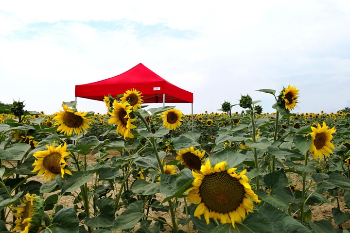 Tente ciseaux publicitaire 4m*6m