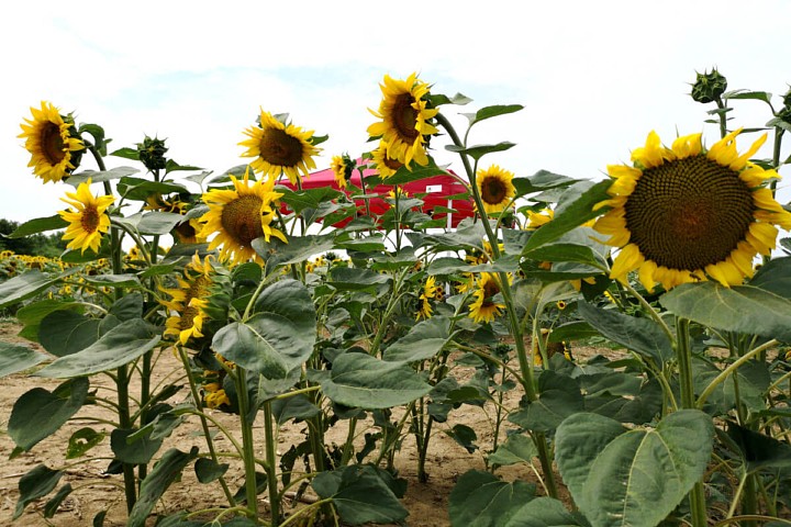 Tente publicitaire à vendre 4m*6m